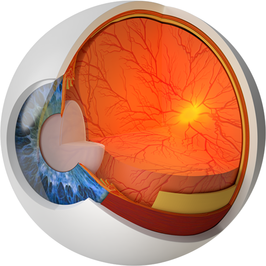 Querschnitt eines Auge